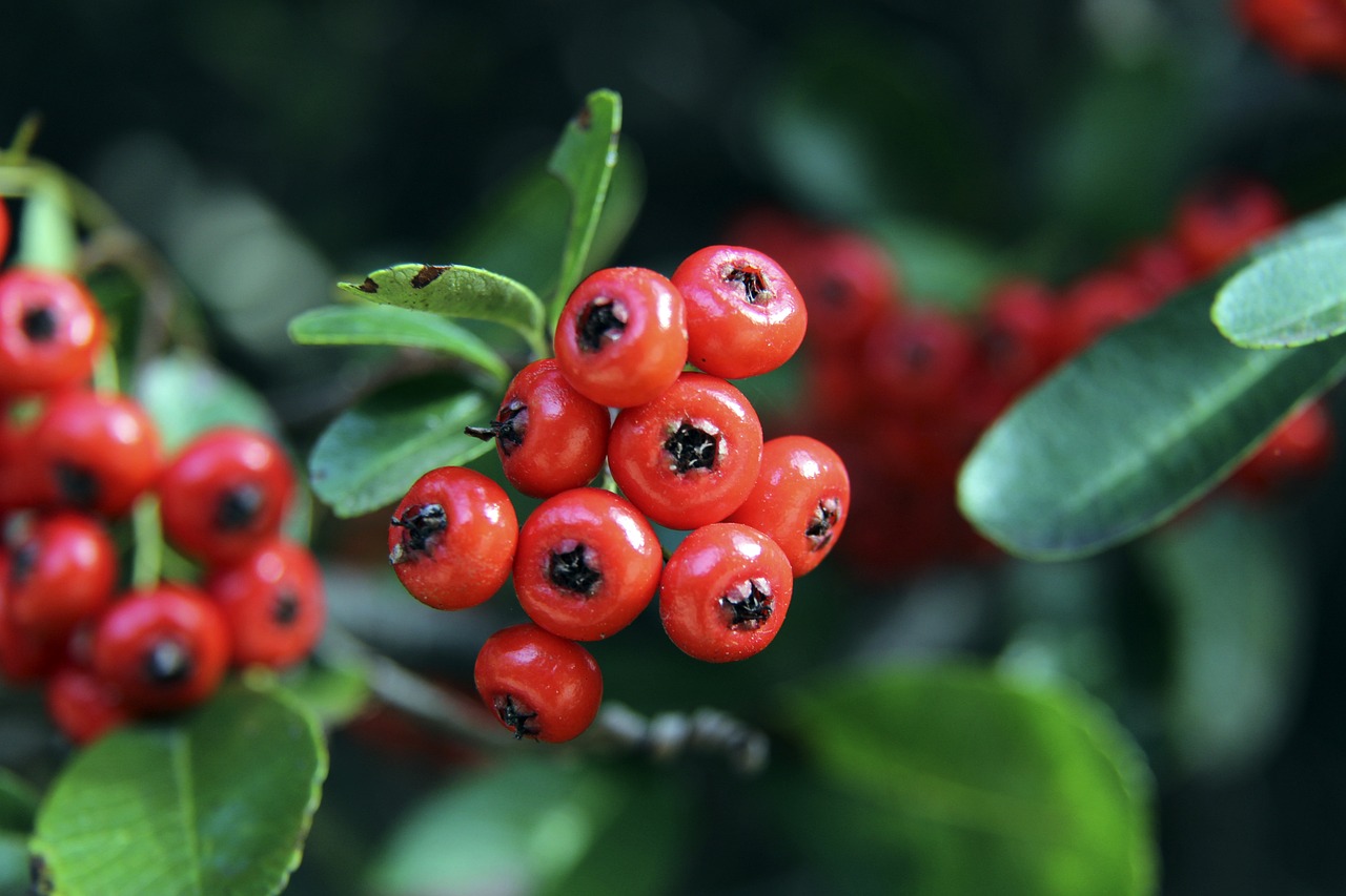 从战术布局 从战术布局